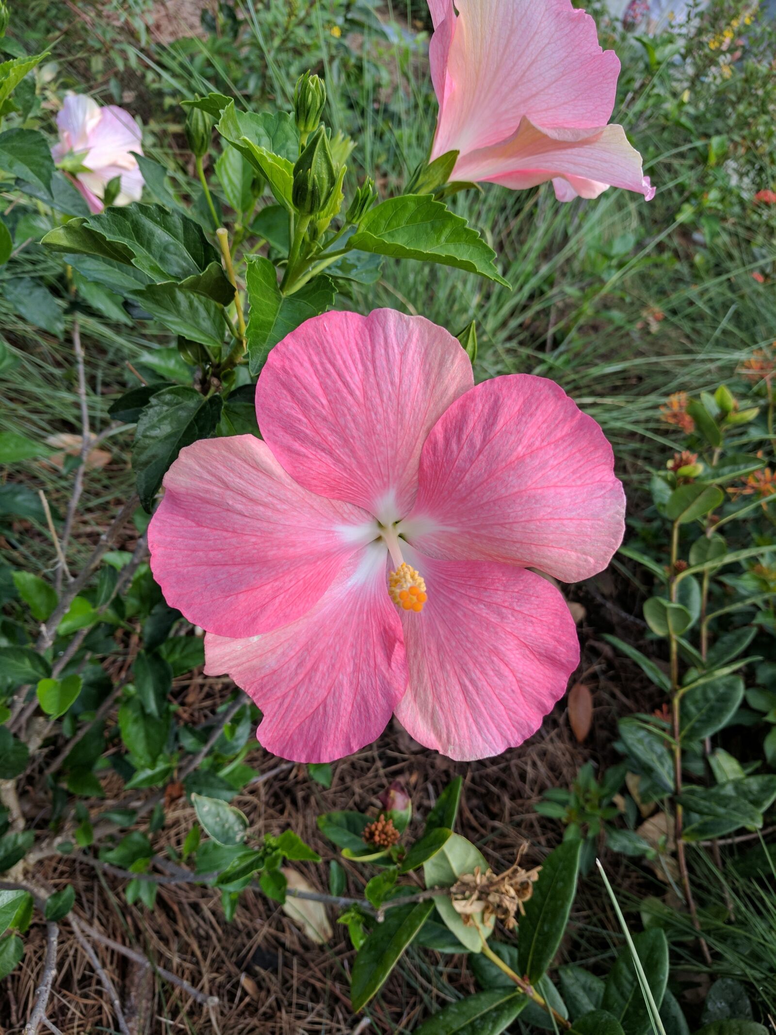 Google Pixel XL sample photo. Flower, hibiscus, pink photography
