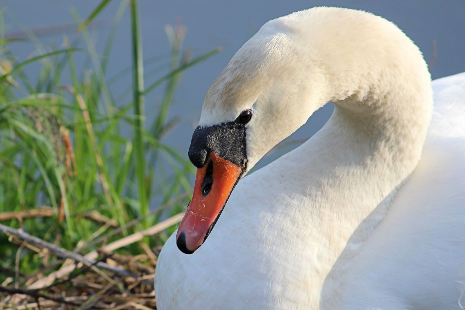 Canon EOS 600D (Rebel EOS T3i / EOS Kiss X5) sample photo. Swan, bird, water bird photography
