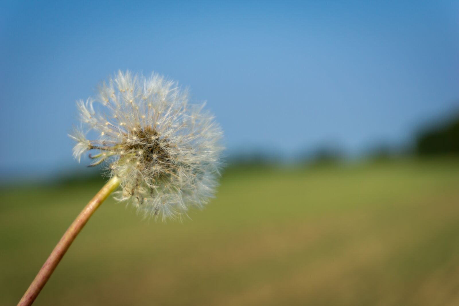 Sony a6000 sample photo. Sky, flower, romantic photography