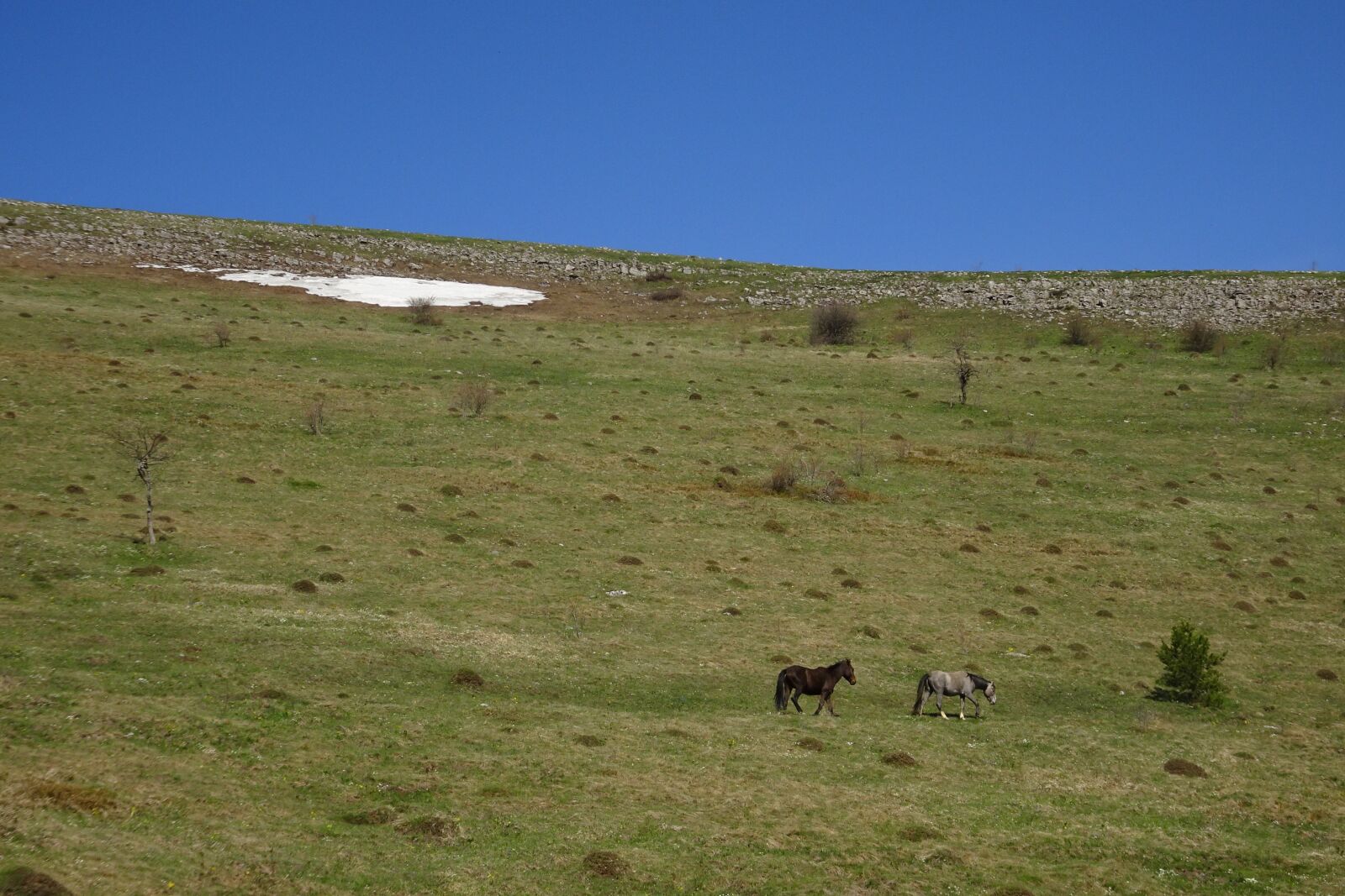 Sony Cyber-shot DSC-HX90V sample photo. Beglichka mound, horses, mountain photography