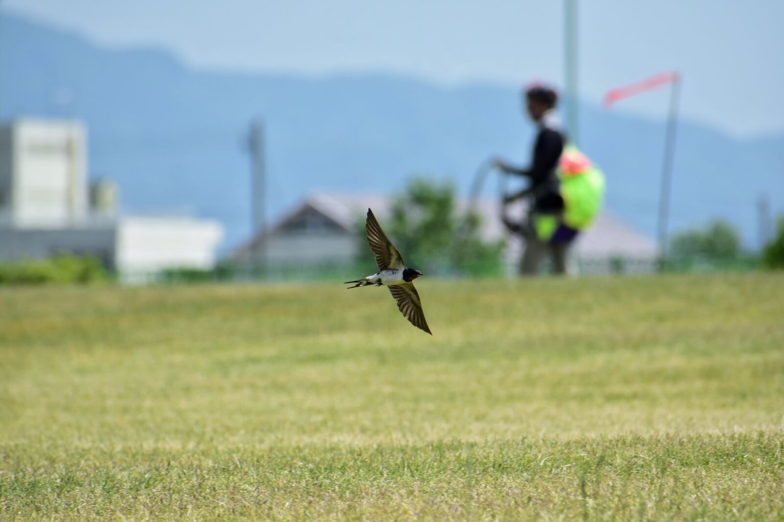 Nikon D7200 sample photo. Animal, park, lawn photography