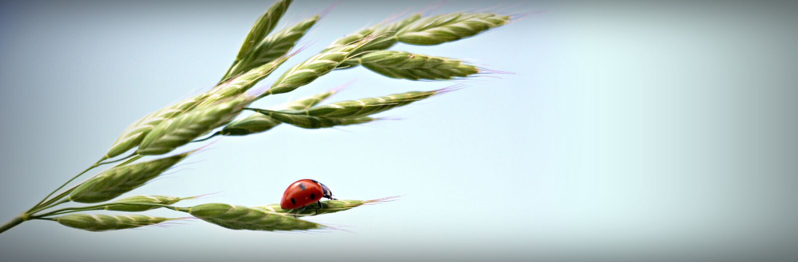 Canon EOS 550D (EOS Rebel T2i / EOS Kiss X4) sample photo. Ladybug, ear, sky photography