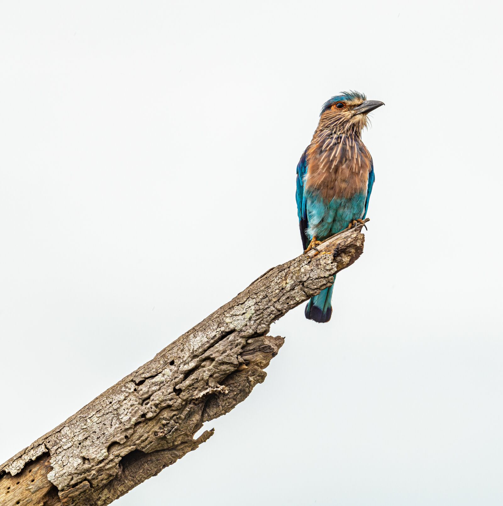 Nikon D850 sample photo. Bird, colored, branch photography