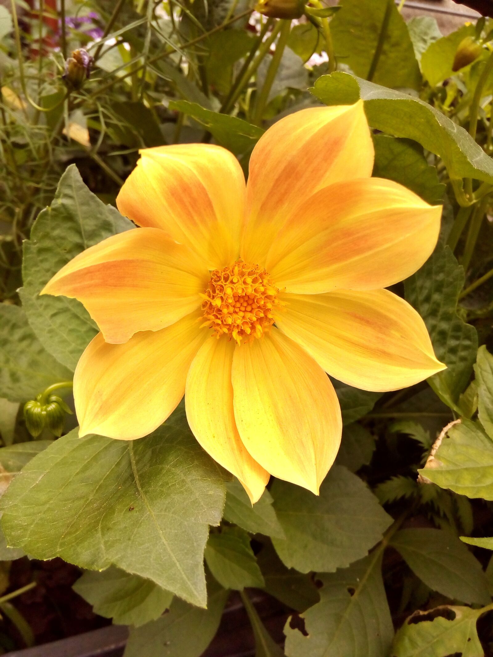 ASUS ZenFone Go (ZC500TG) sample photo. Flower, yellow, garden flowers photography