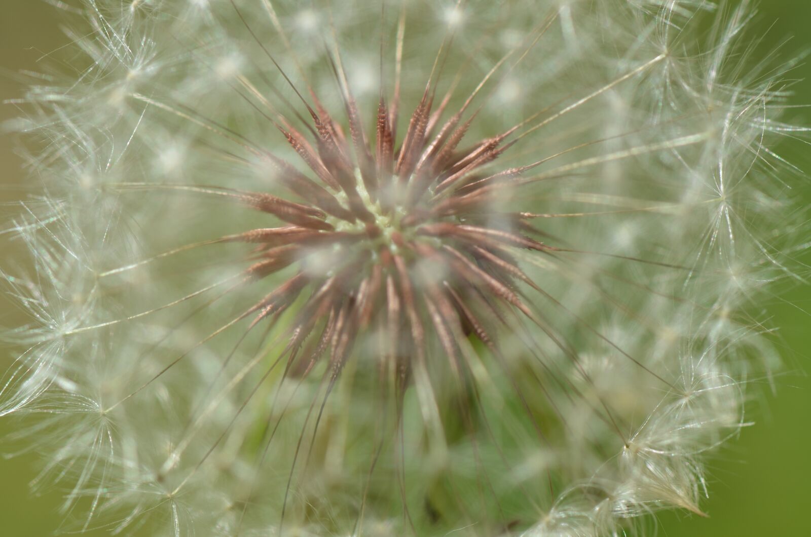 Nikon D7000 sample photo. Floral, nature, flower photography