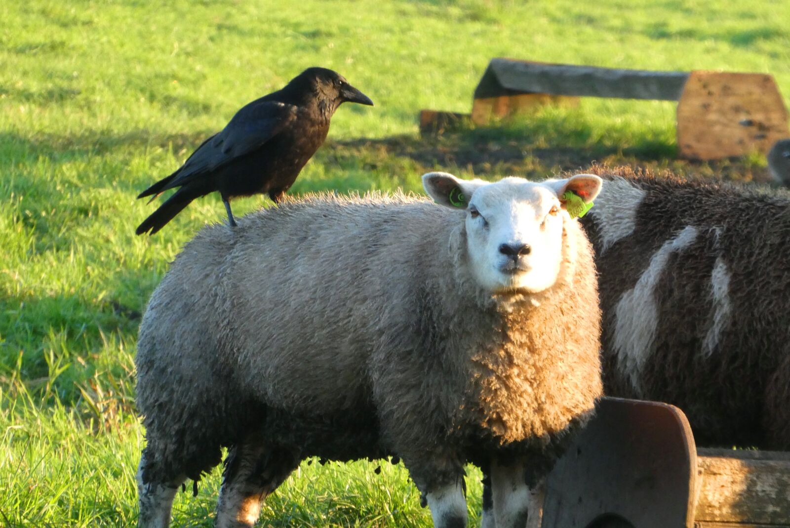 Panasonic Lumix DC-ZS70 (Lumix DC-TZ90) sample photo. Jackdaw, sheep, peck photography