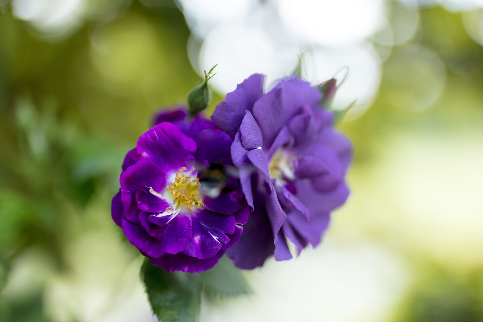Canon EOS 5DS R sample photo. Rose, purple, flower photography