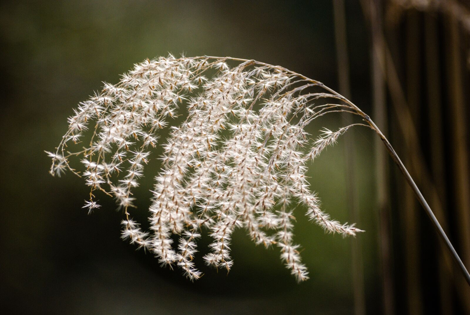 Nikon D80 sample photo. Nature, plant, feather duster photography