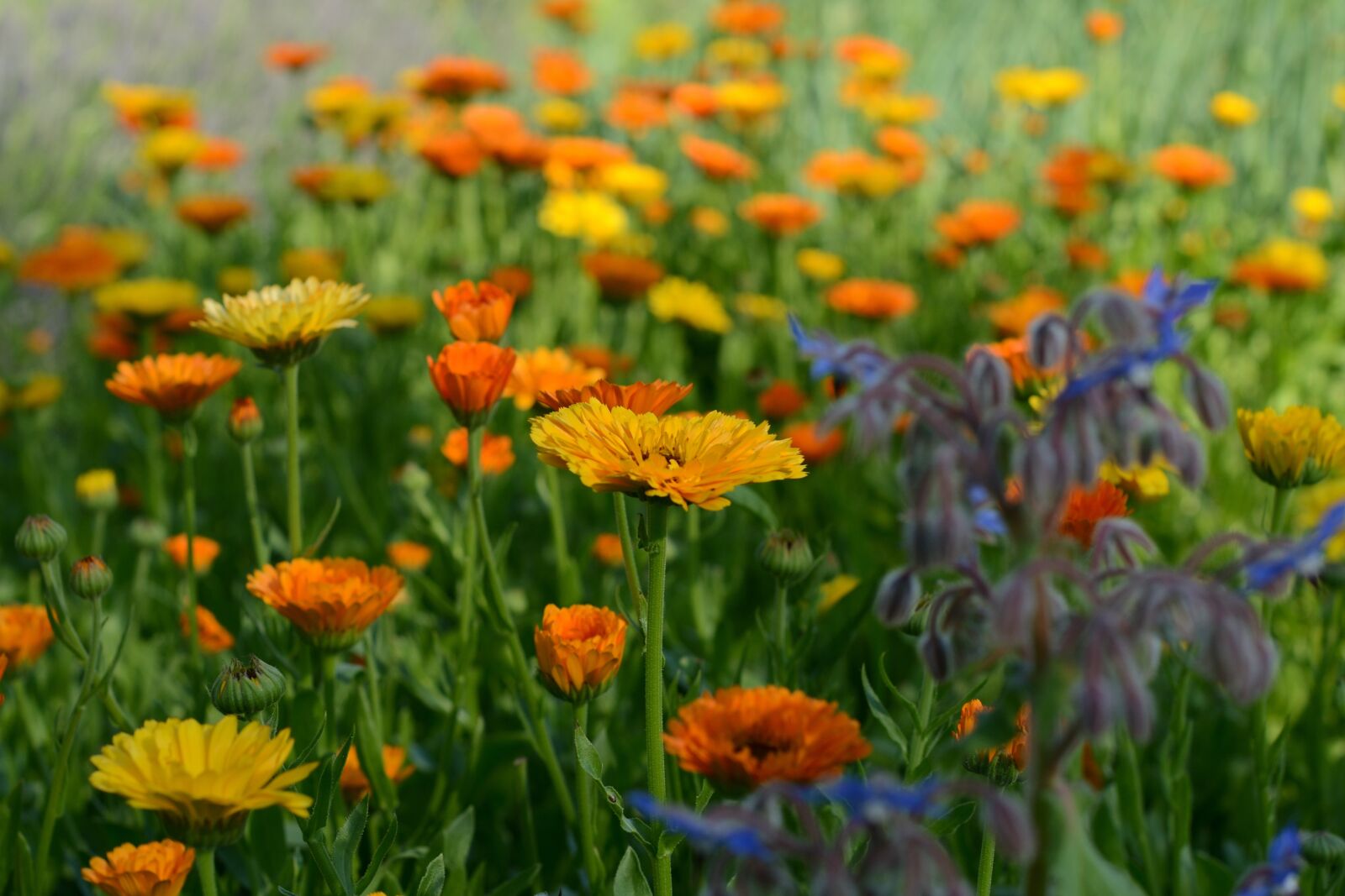 Nikon D3100 sample photo. Marigold, herbs, flowers photography