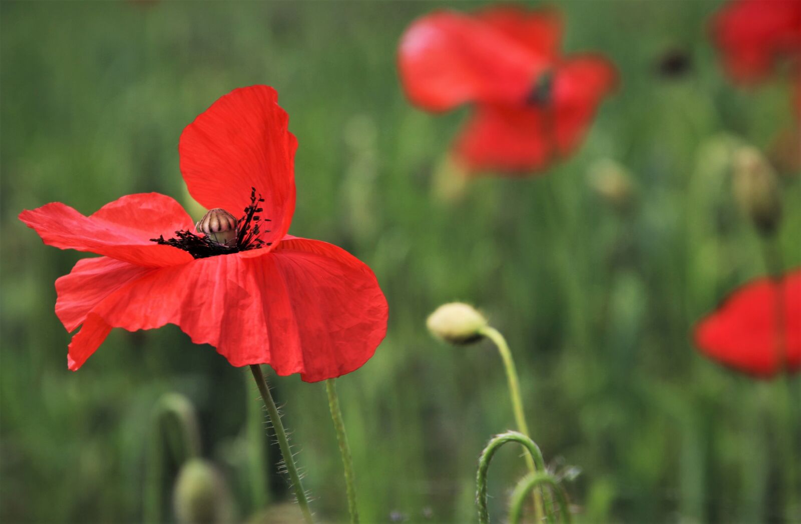 Canon EOS 80D sample photo. Red poppies, meadow, green photography