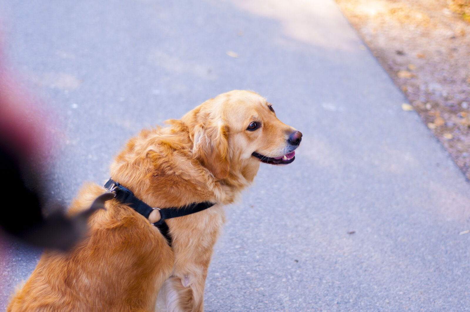 Nikon D300S + Nikon AF Nikkor 50mm F1.8D sample photo. Dog, yoko, golden, retriver photography