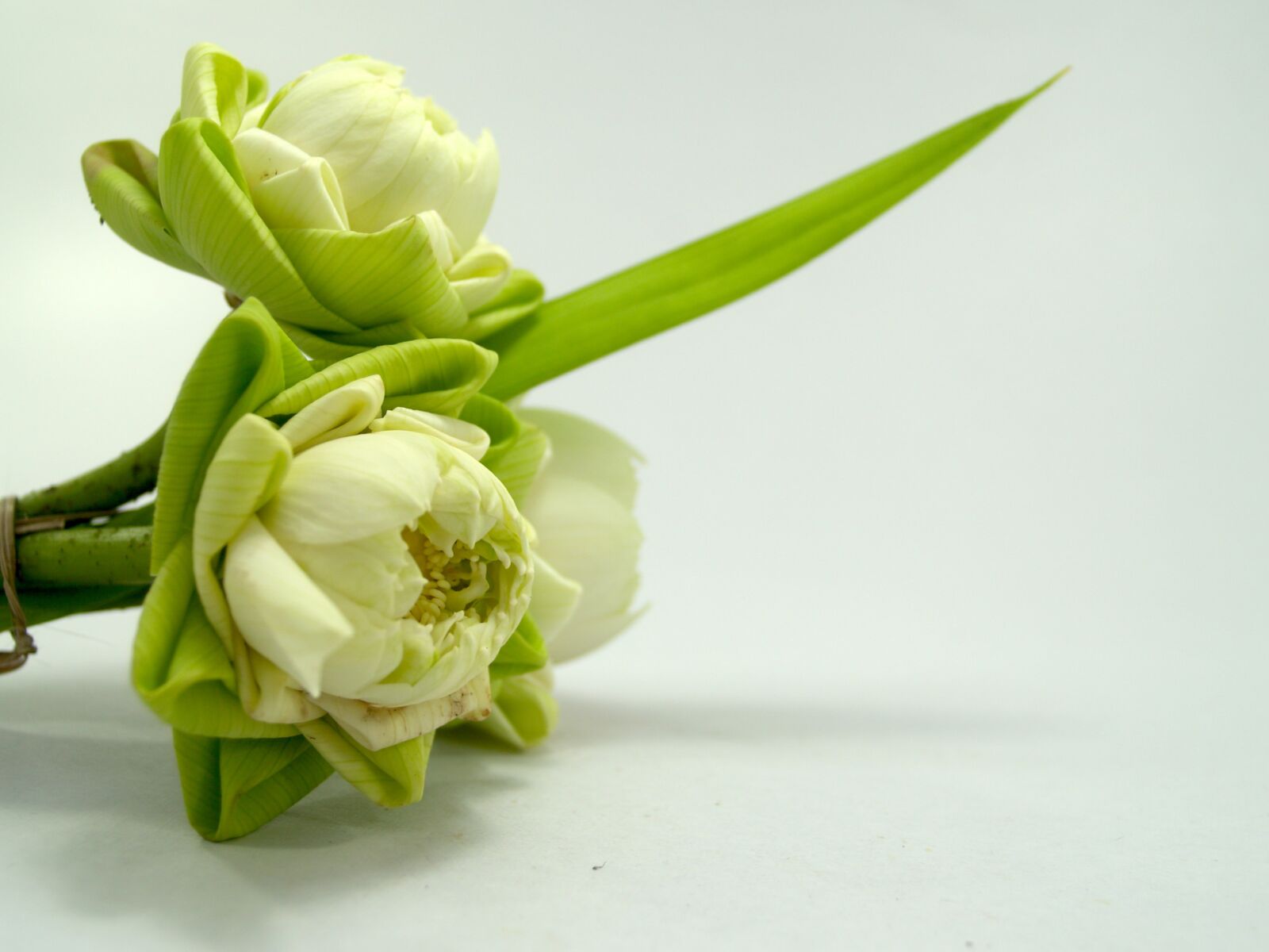 Olympus E-300 (EVOLT E-300) sample photo. White, flower, lotus photography
