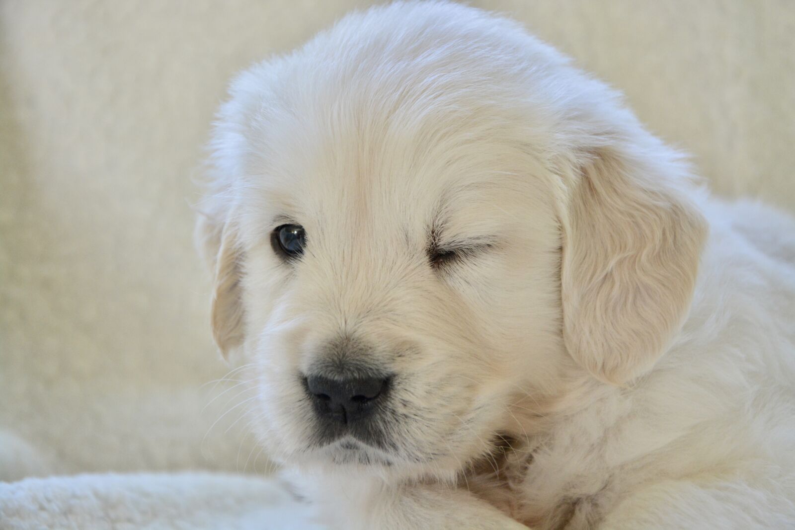 Nikon D5200 sample photo. Puppy golden, wink dog photography