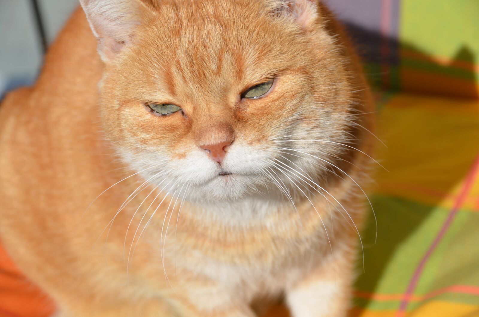 Nikon D7000 sample photo. Cat, fur, sun photography