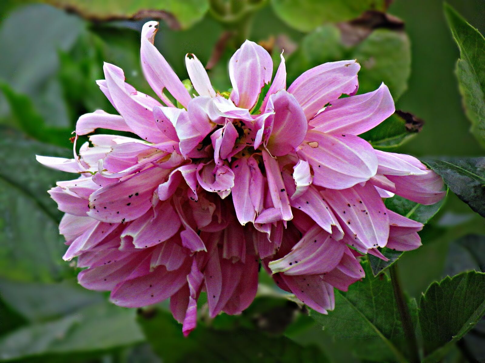 Canon PowerShot SX30 IS sample photo. Flower, garden, nature photography