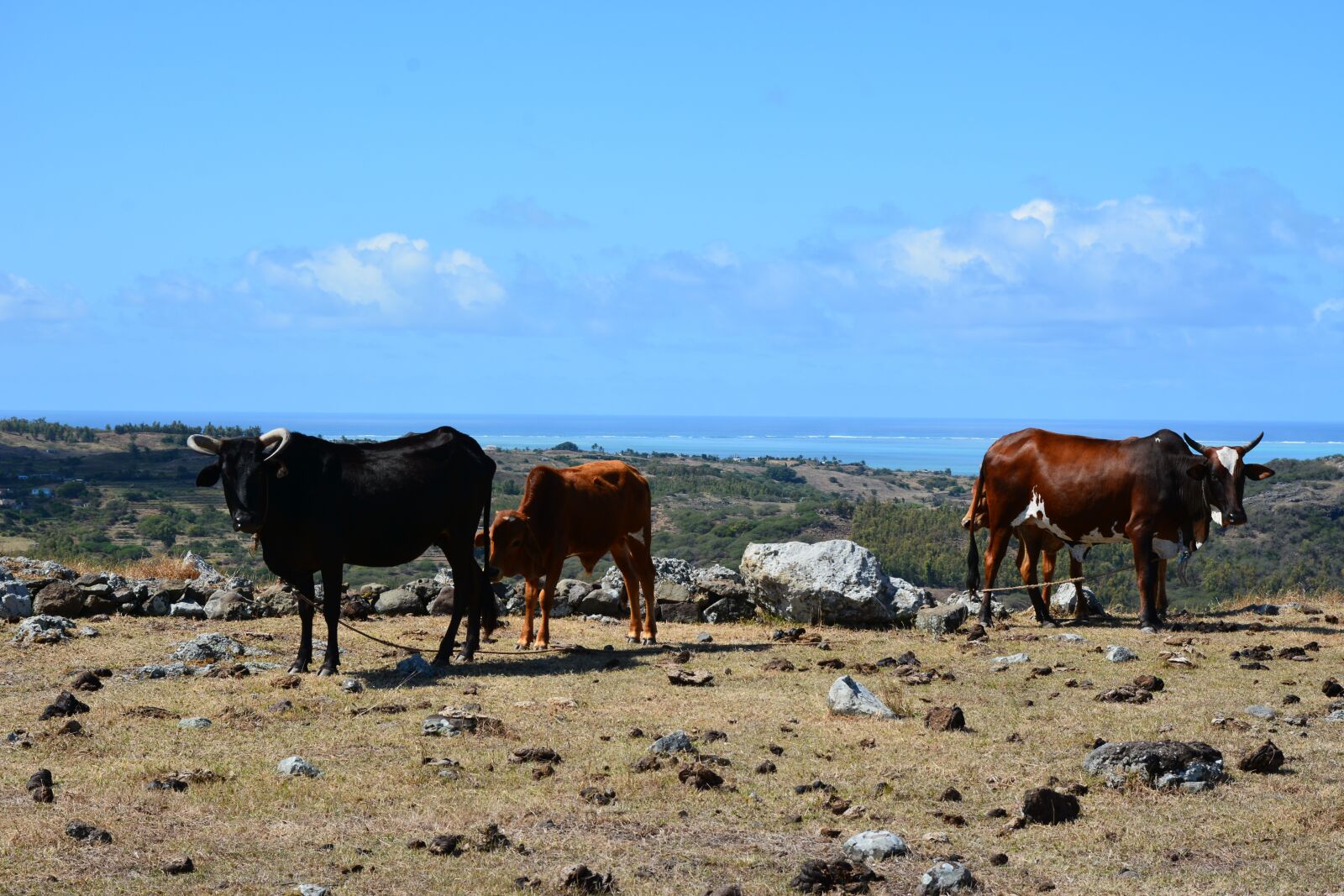 Nikon D7100 sample photo. Cattles, landscape, rocks photography
