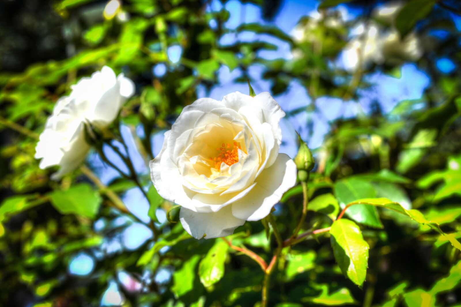 Nikon D610 sample photo. White, rose, hdr photography