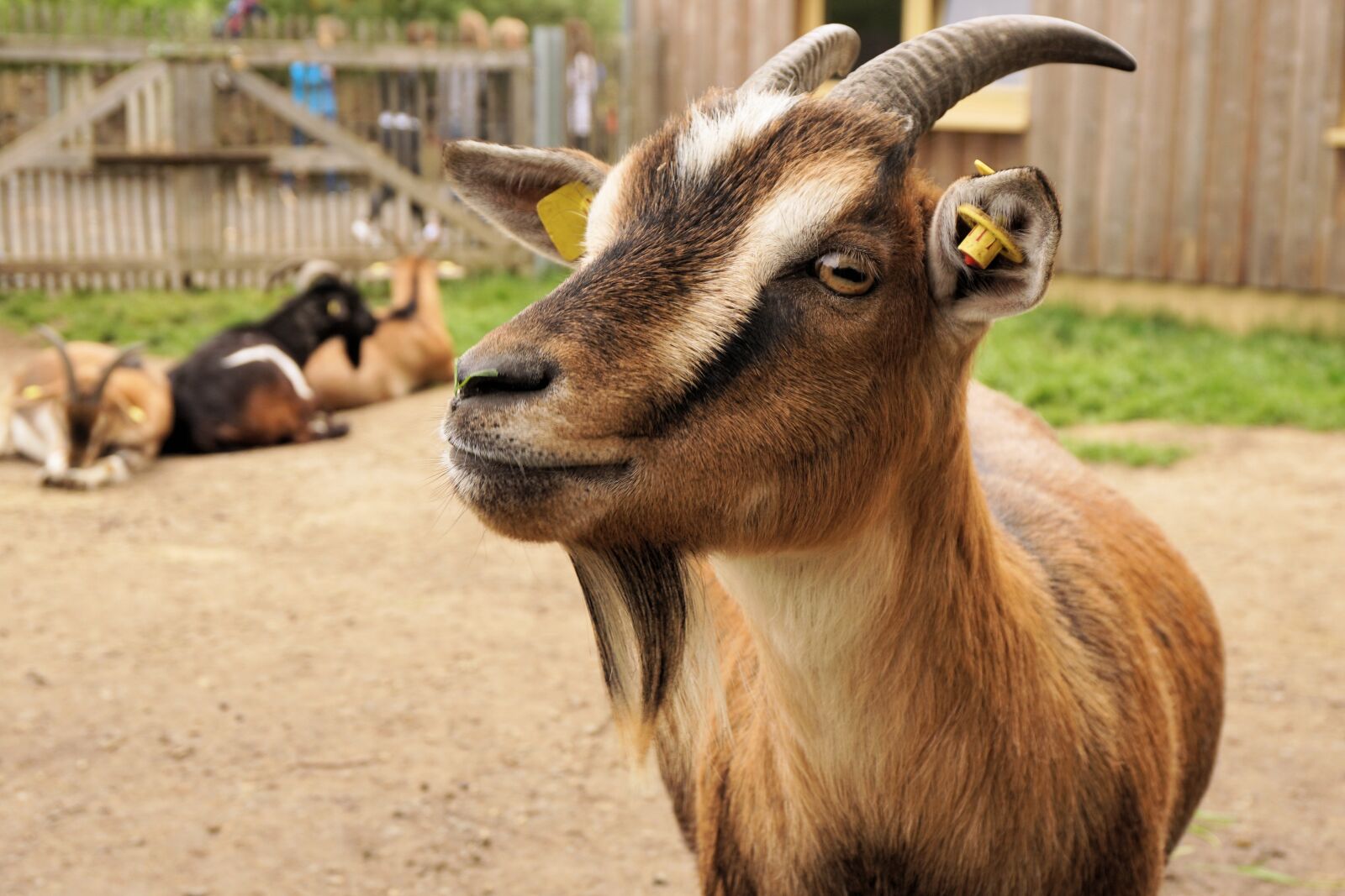 Sony a6000 sample photo. Goat, dwarf goat, pet photography