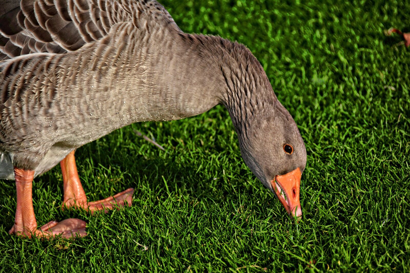 Nikon D7100 sample photo. Goose, birds, aquatic photography