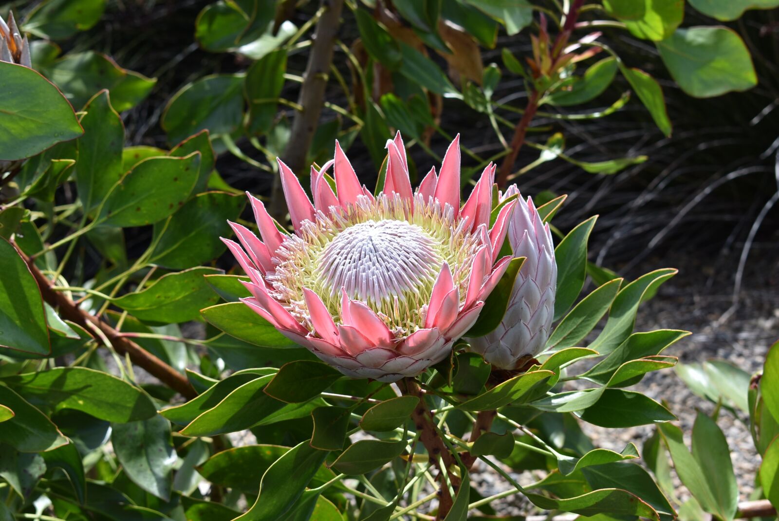 Nikon D3400 sample photo. Protea, plant, spring photography