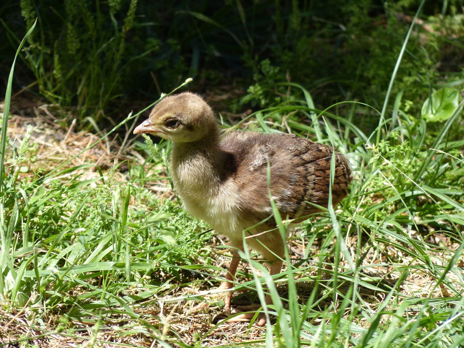 Panasonic Lumix DMC-FZ200 sample photo. Peacock, chicks, fluffy photography