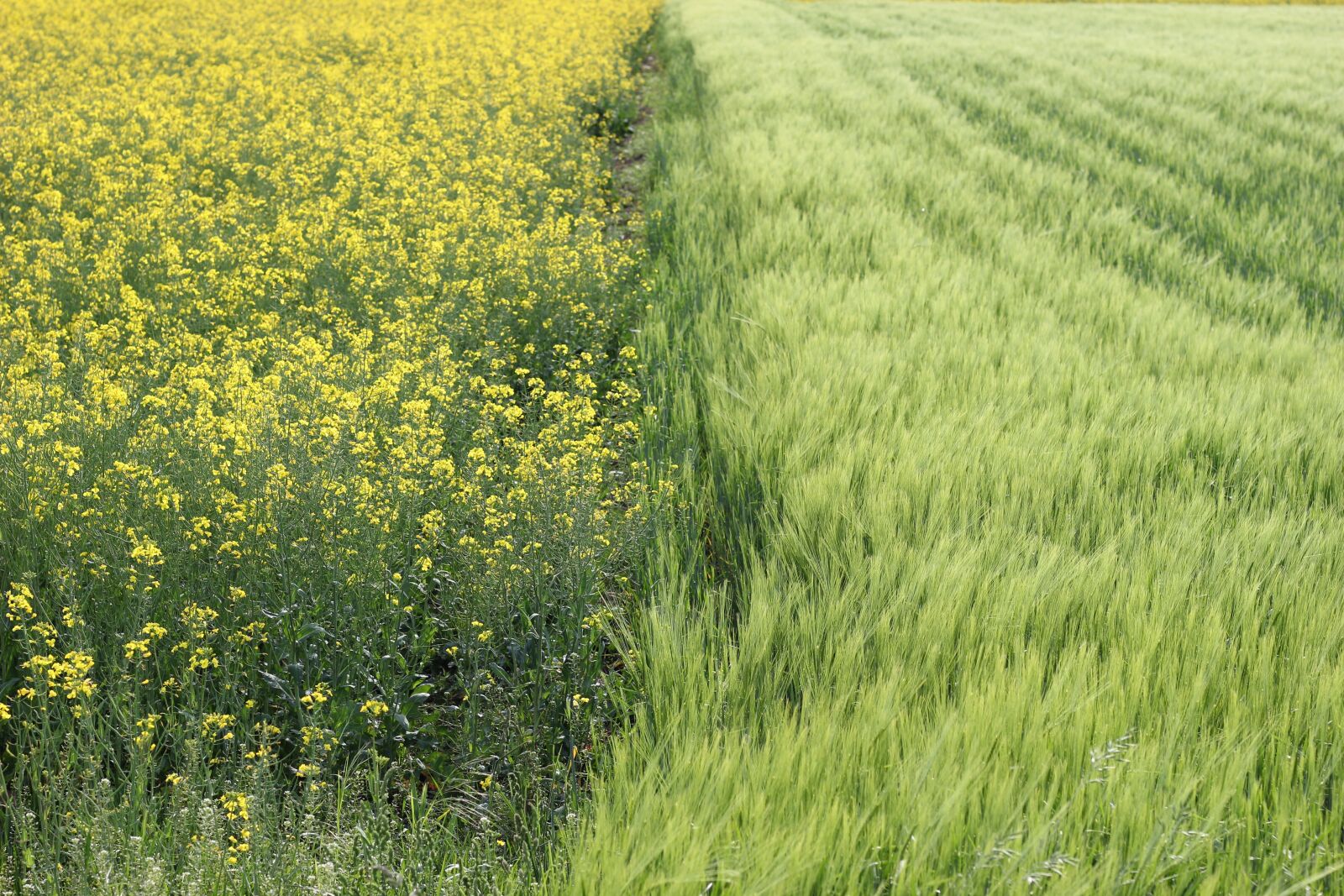 Canon EOS 550D (EOS Rebel T2i / EOS Kiss X4) sample photo. Oil seed rape, barley photography