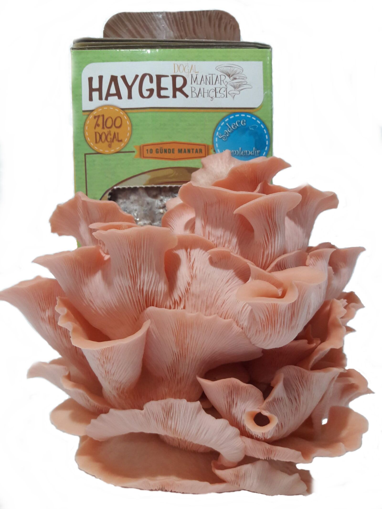 Samsung Galaxy J7 sample photo. Pink oyster mushroom, pleurotus photography