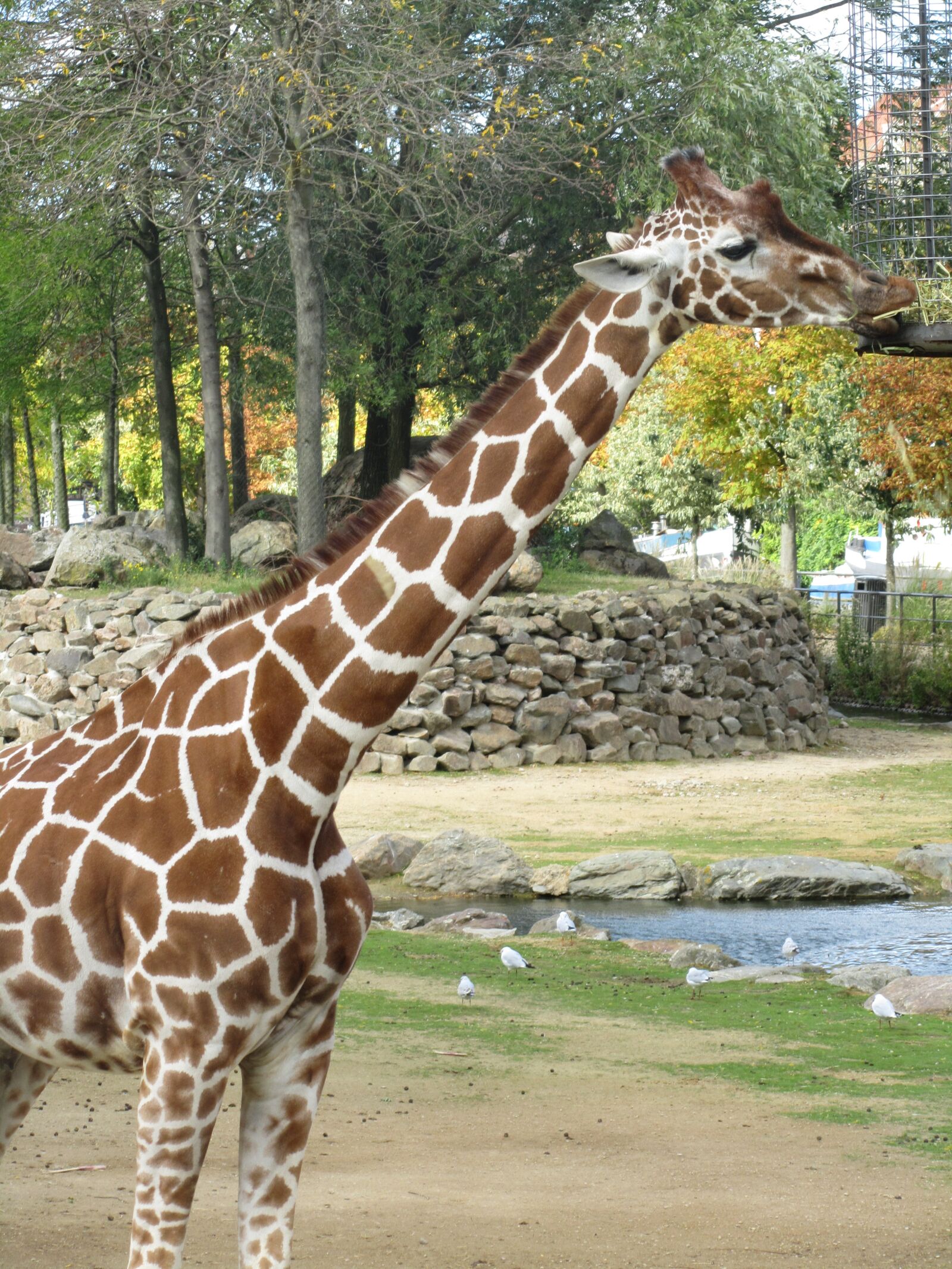Canon PowerShot SX210 IS sample photo. Giraffe, zoo, africa photography