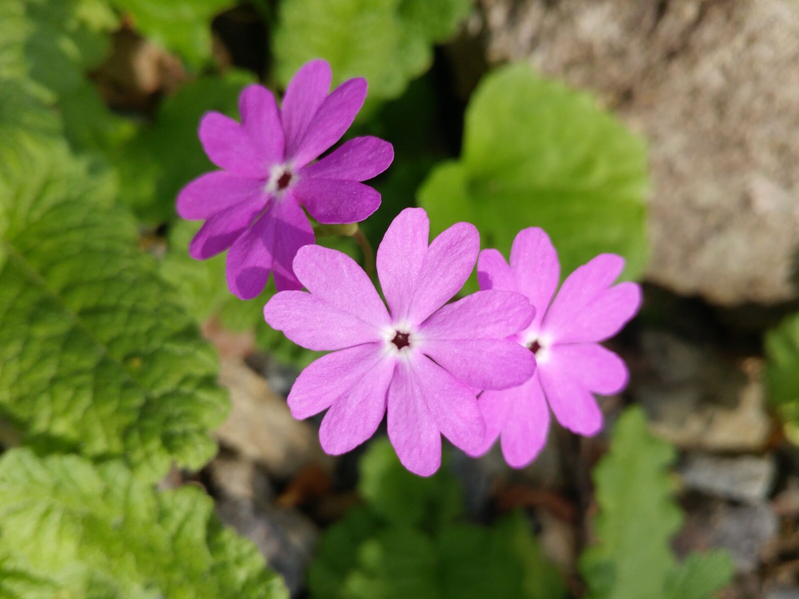 LG G5 sample photo. Flowers, nature, plants photography