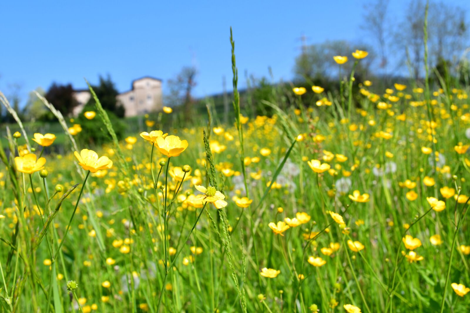 Nikon D7500 sample photo. The hay field, field photography