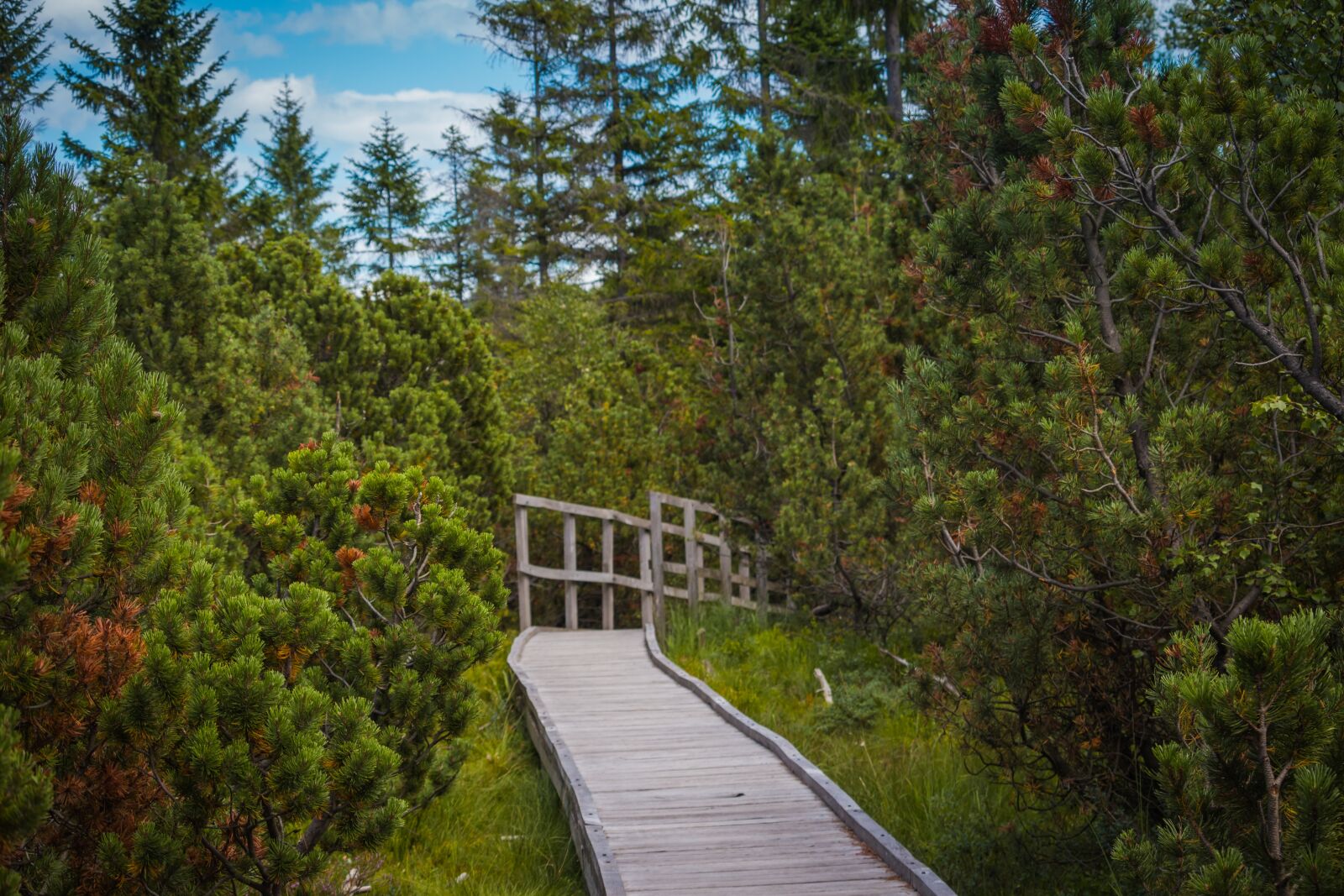 Canon EOS 100D (EOS Rebel SL1 / EOS Kiss X7) sample photo. Footbridge, path, lane photography