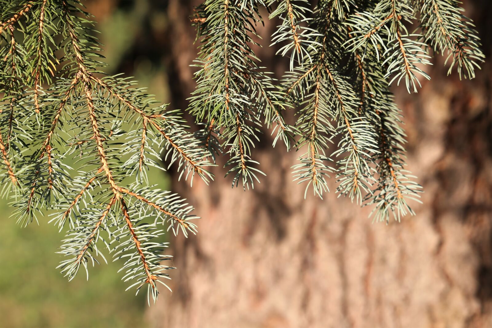 Canon EF 70-300 F4-5.6 IS II USM sample photo. Silver fir tree, abies photography
