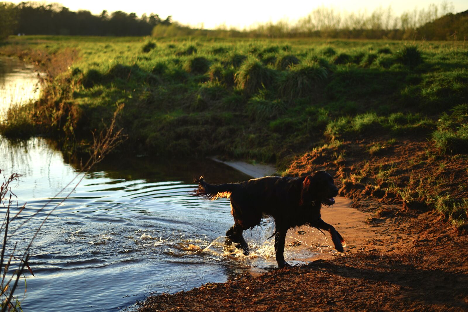 Sony a7 III + Sony FE 50mm F1.8 sample photo. Dog, water, nature photography
