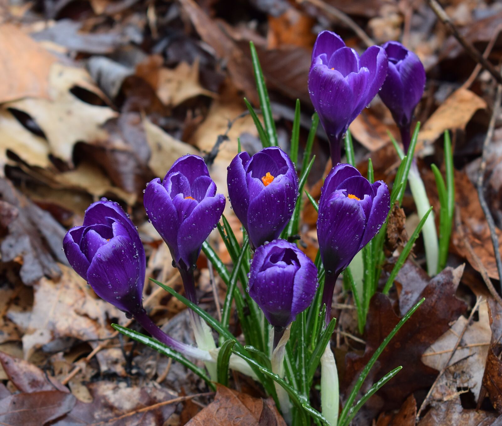 Nikon D3300 sample photo. Crocuses in the rain photography