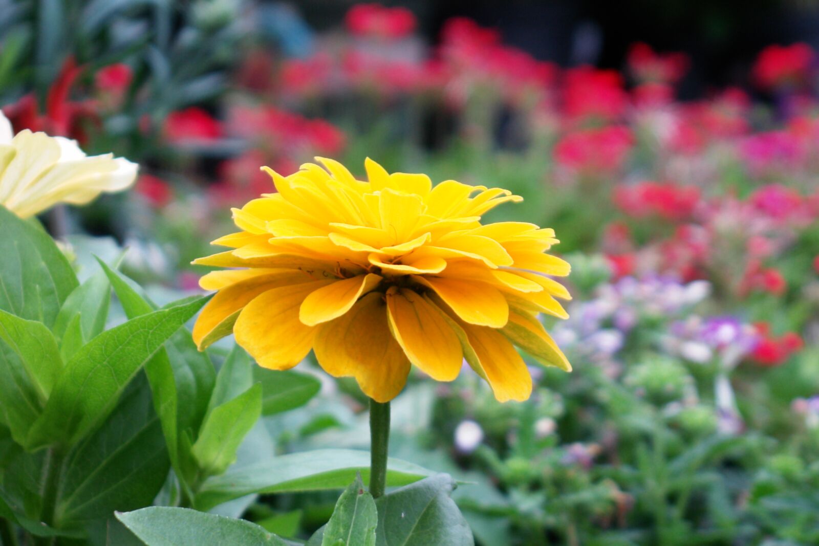 Sony DSC-R1 sample photo. Summer flowers, yellow, spring photography