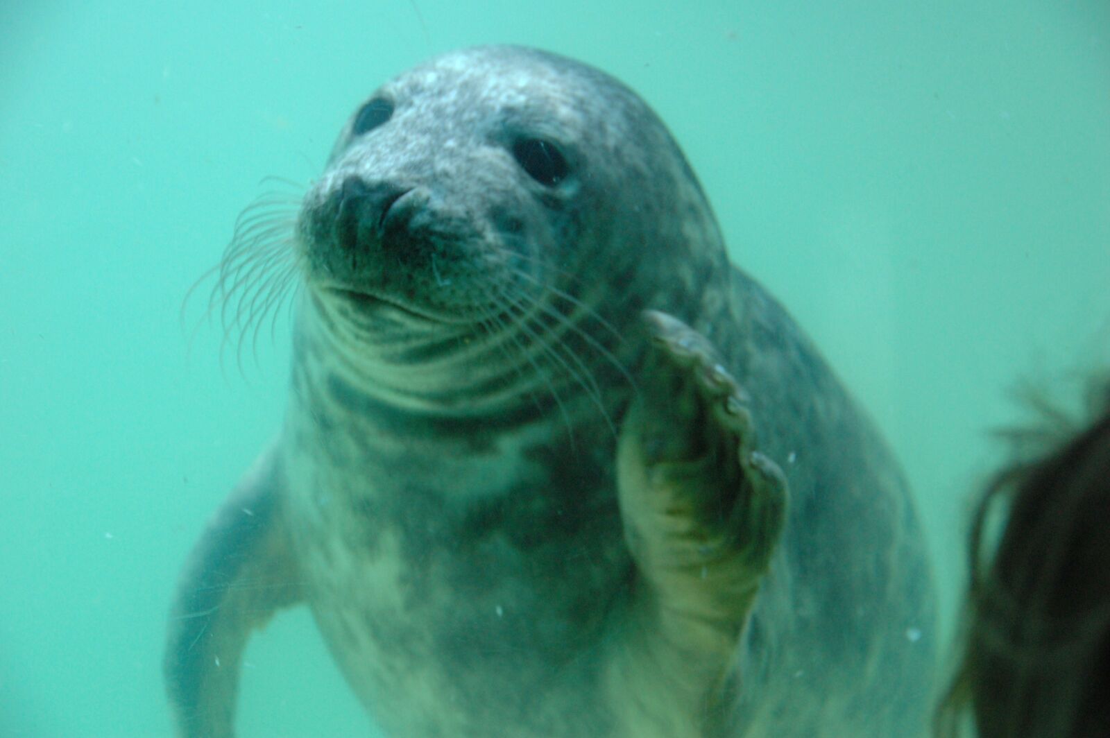 Nikon D40 sample photo. Seal, cornish seal sanctuary photography