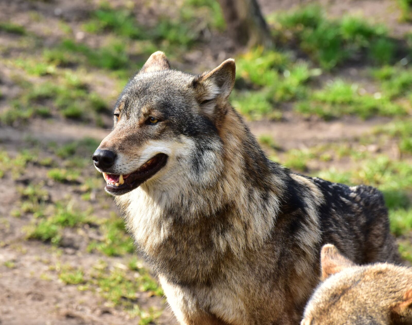 Nikon D750 sample photo. Wolf, run, area photography
