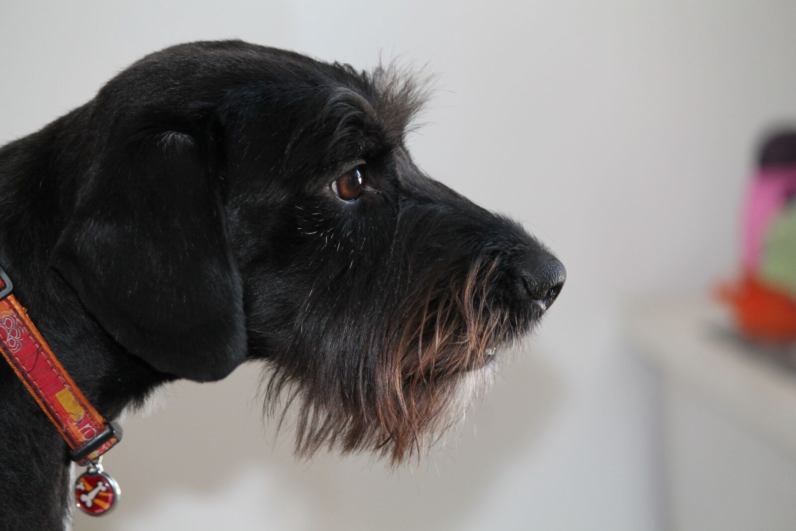 Canon EF-S 55-250mm F4-5.6 IS II sample photo. Dog, mestizo, young photography