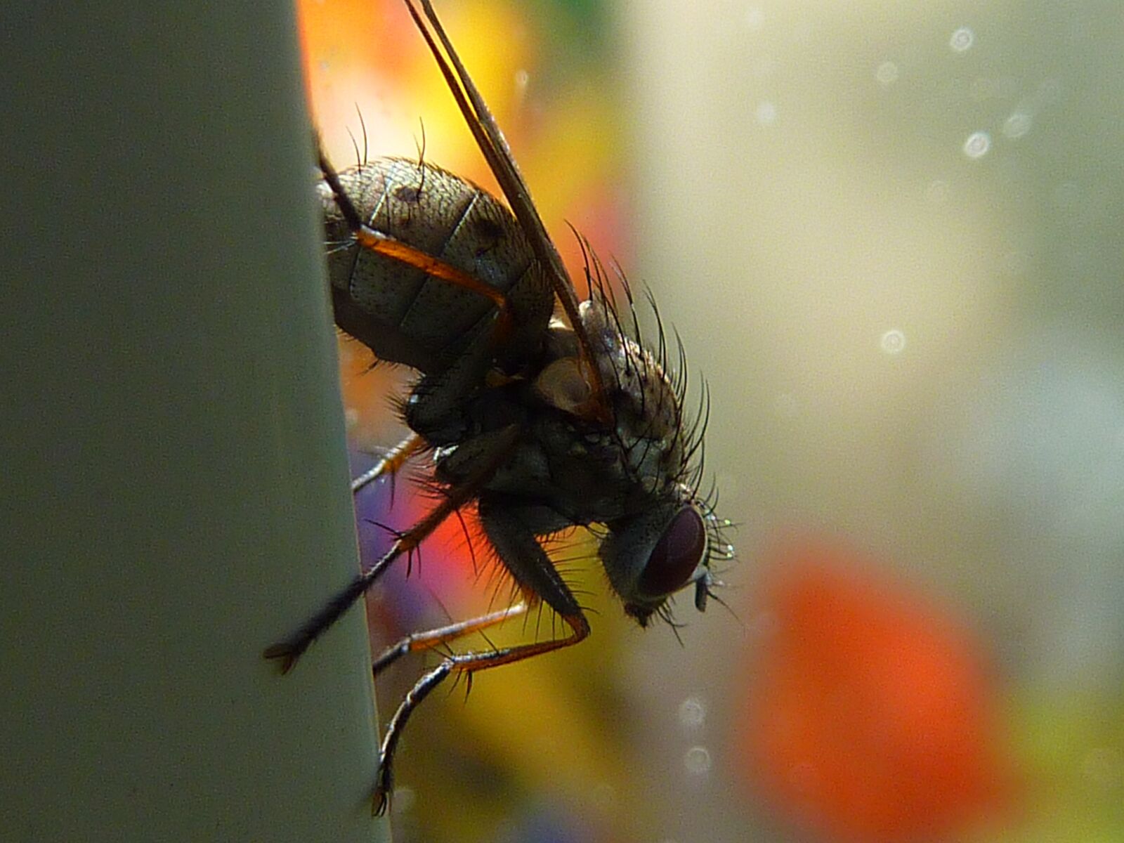 Panasonic DMC-TZ7 sample photo. Fly, nature, insect photography