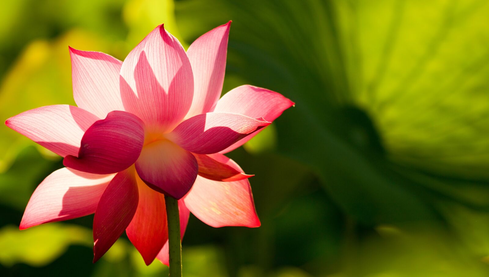 Sony a6300 sample photo. Flower, lotus, pink photography