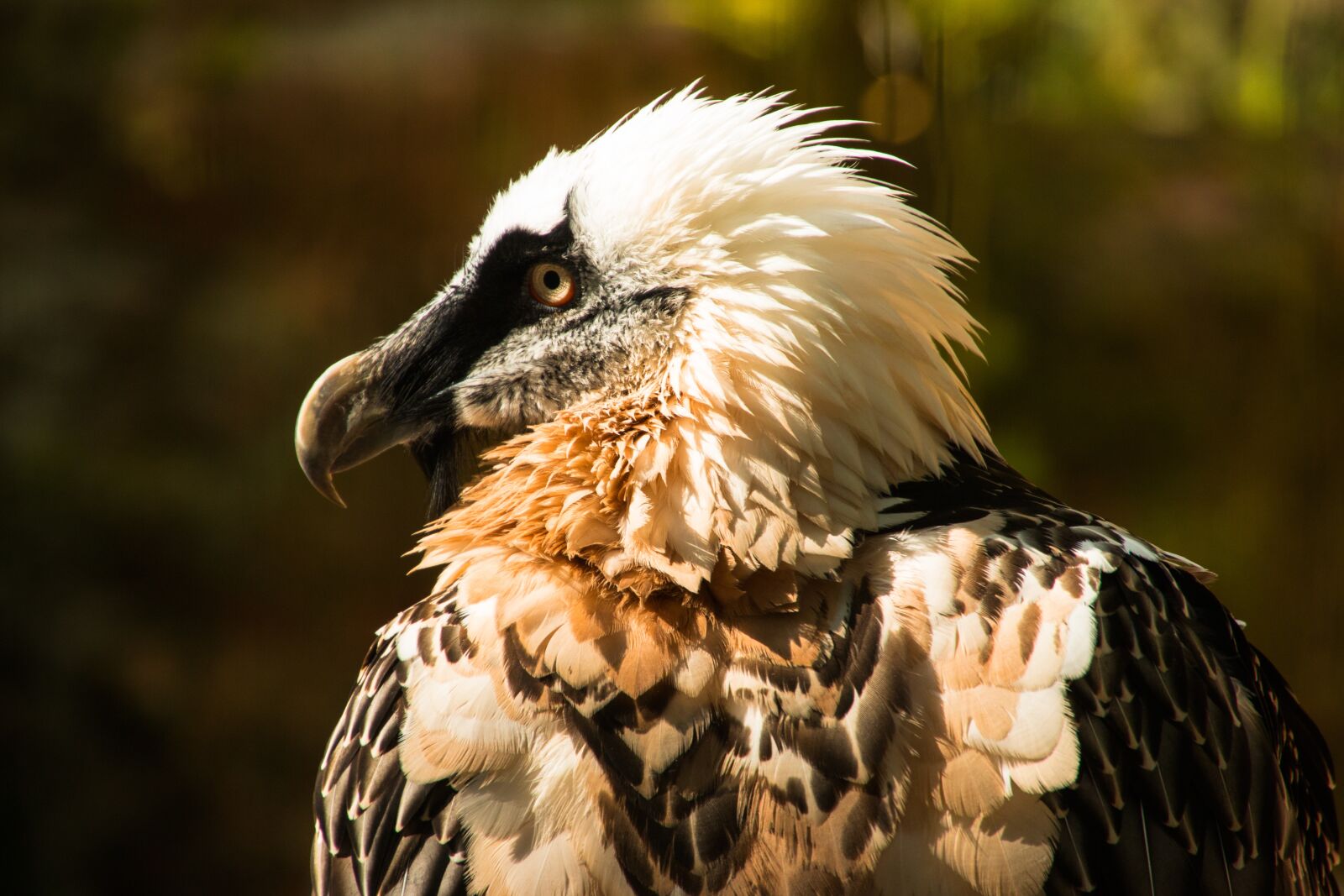 Canon EOS 70D sample photo. Animals, bird, bearded vulture photography