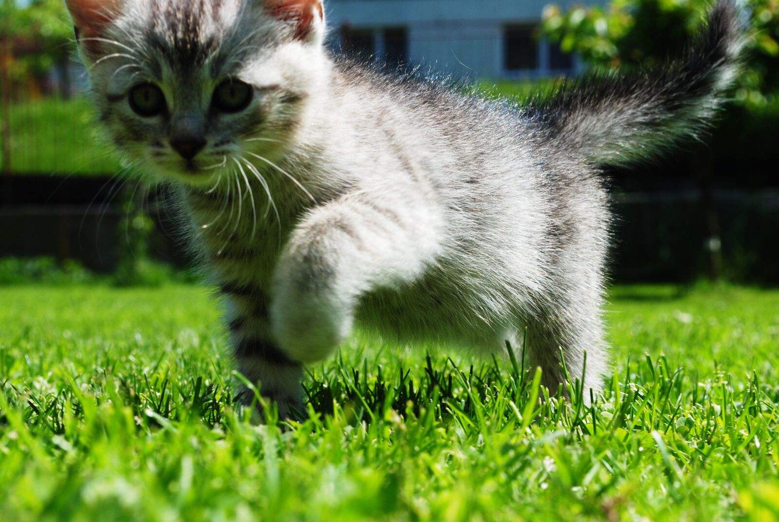 Nikon D3000 sample photo. Cat, kitten, pet photography