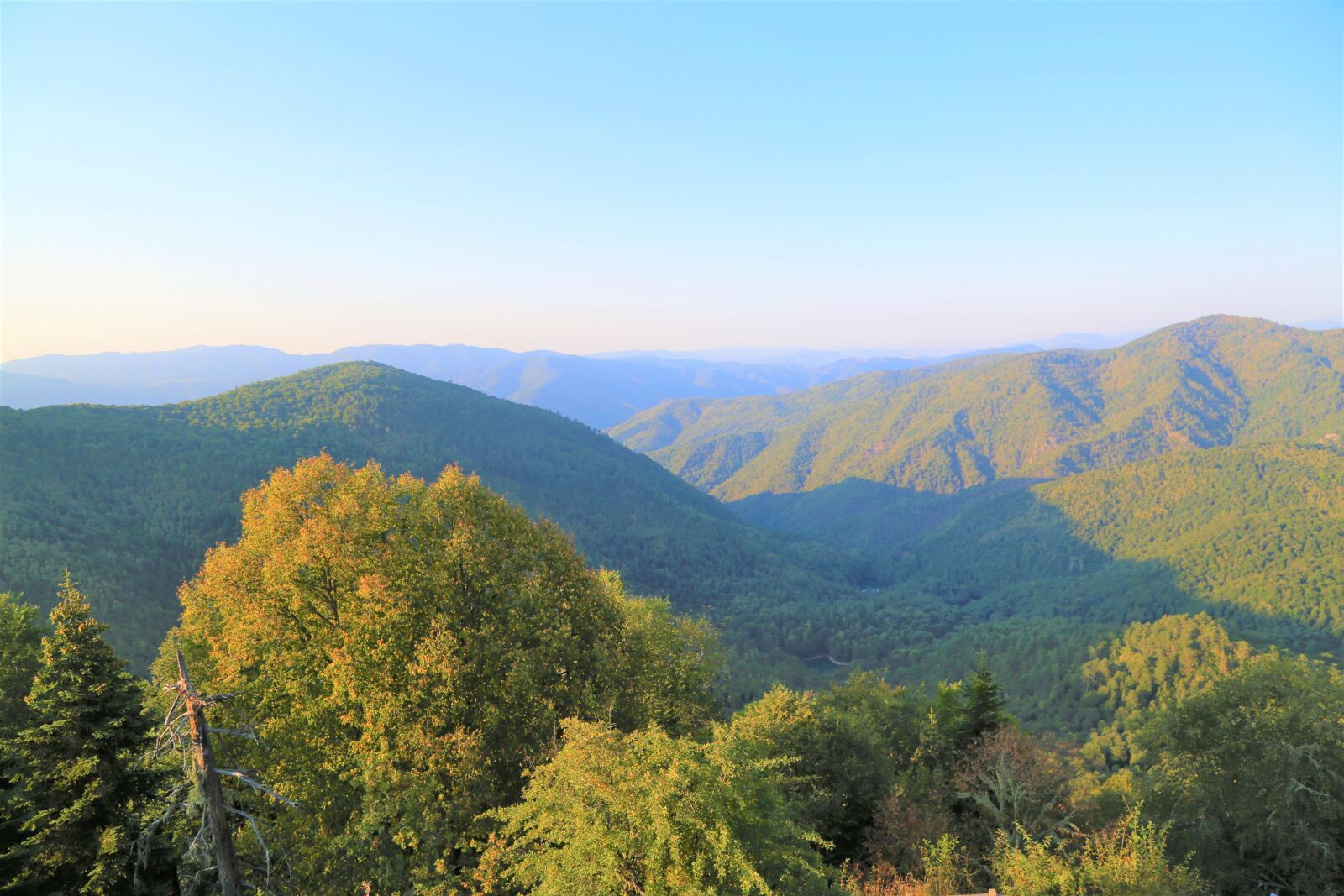 Canon EF 24-105mm F4L IS USM sample photo. Landscape, forest, nature photography