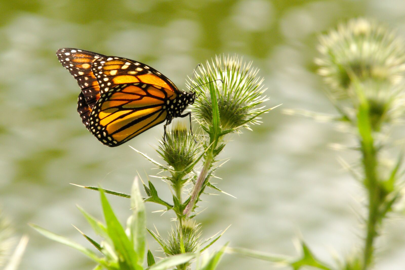 Panasonic Lumix DMC-FZ300 sample photo. Butterfly, monarch, insect photography