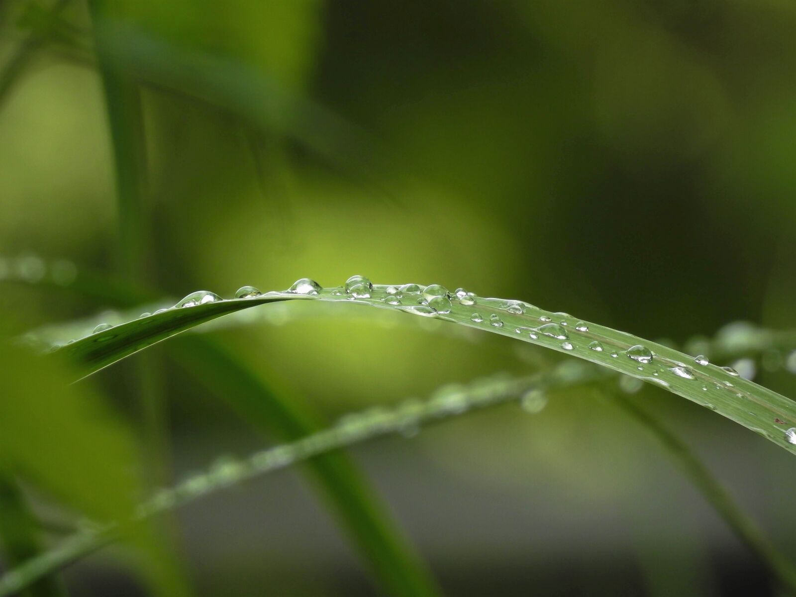 Nikon Coolpix P900 sample photo. Photography, nature, grass photography