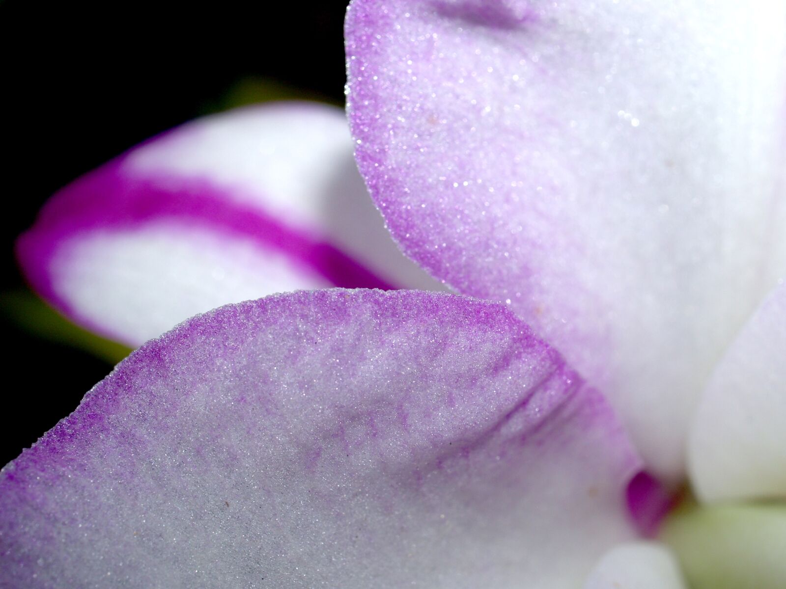Olympus E-300 (EVOLT E-300) sample photo. Orchid, flower, bright photography