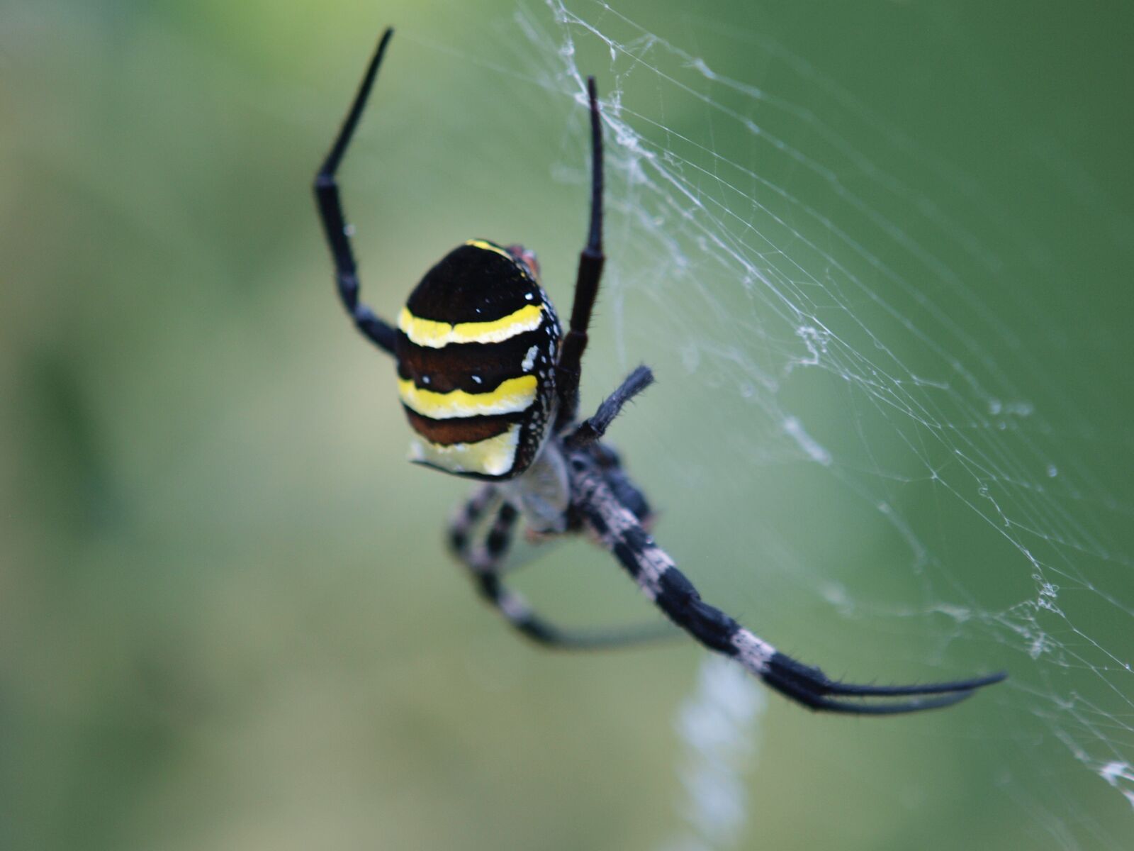 Olympus E-520 (EVOLT E-520) sample photo. Spider, nature, outdoor photography