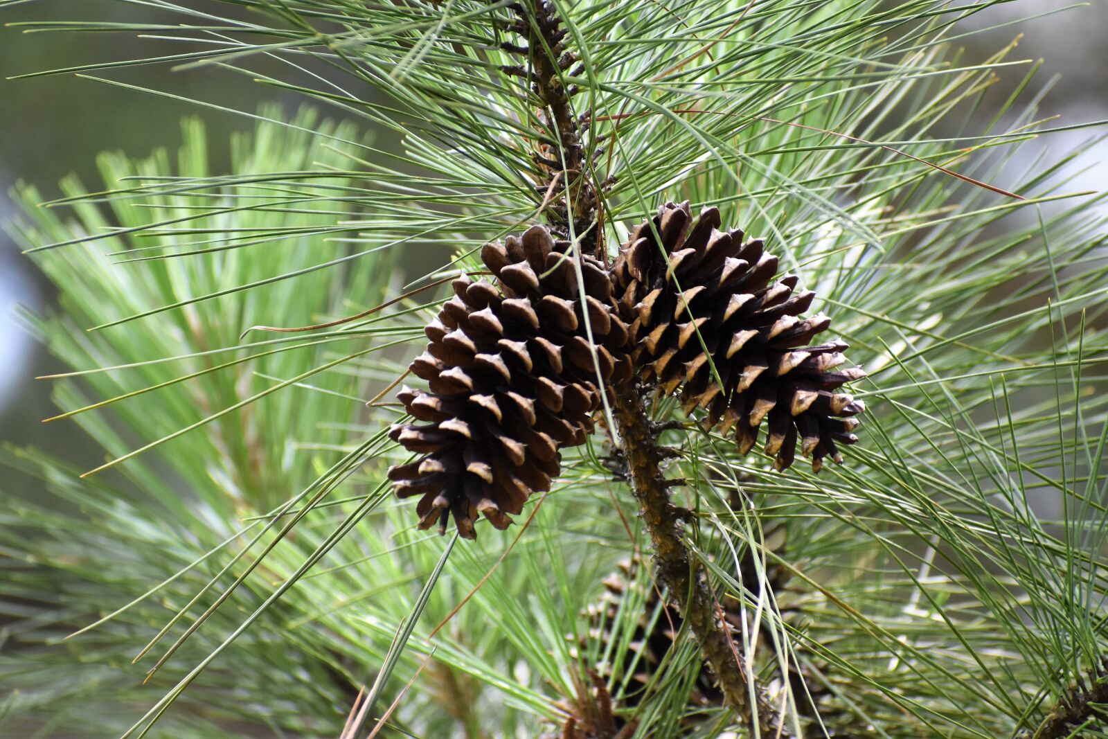 Nikon D3500 sample photo. Pinecone, pine tree, forest photography