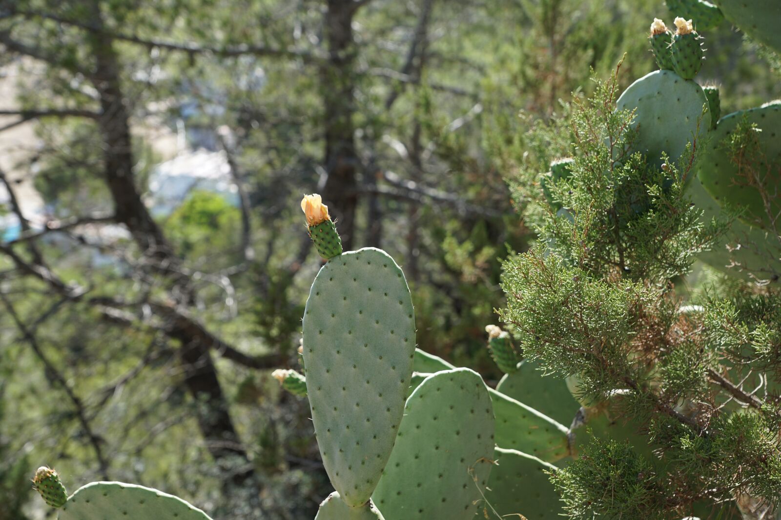 Sony DT 16-50mm F2.8 SSM sample photo. Cactus, green, plant photography