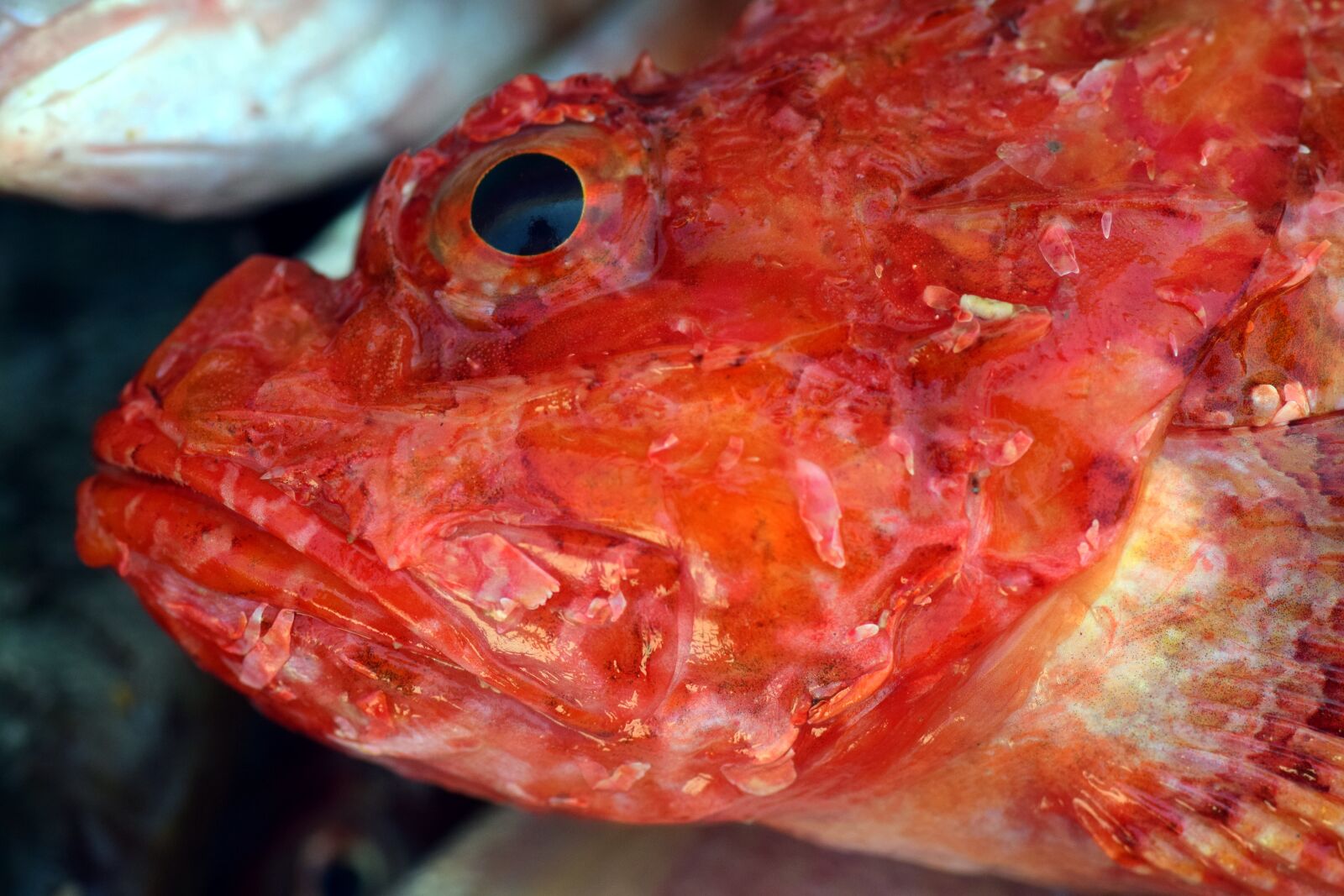 Nikon D3300 sample photo. Fish, fresh, fresh fish photography